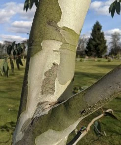 Roots Plants Snow Gum Tree | Eucalyptus Pauciflora 'Niphophila' Trees & Shrubs