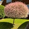 Roots Plants Flamingo Willow | Salix Integra Hakuro Nishiki | 4ft Patio Tree