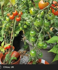 Roots Plants 5 Organic 'Gardeners Delight' Tomato Plants Salad Plants