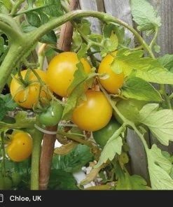 Roots Plants Salad Plants 5 Organic 'Golden Sunrise' Tomato Plants