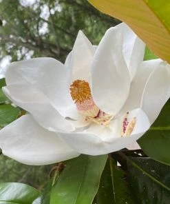 Roots Plants Best Fast Growing Shrubs