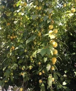 Roots Plants Old Greengage Plum Tree Fruits