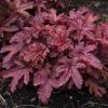 Roots Plants Heucherella 'Red Rover' | 3L Pot Perennials