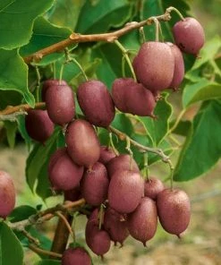 Roots Plants Ken's Red Hardy Kiwi Plant