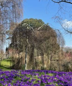 Roots Plants Weeping Silver Birch Tree | Betula Pendula Youngii 8 Roots Plants Weeping Silver Birch Tree | Betula Pendula Youngii