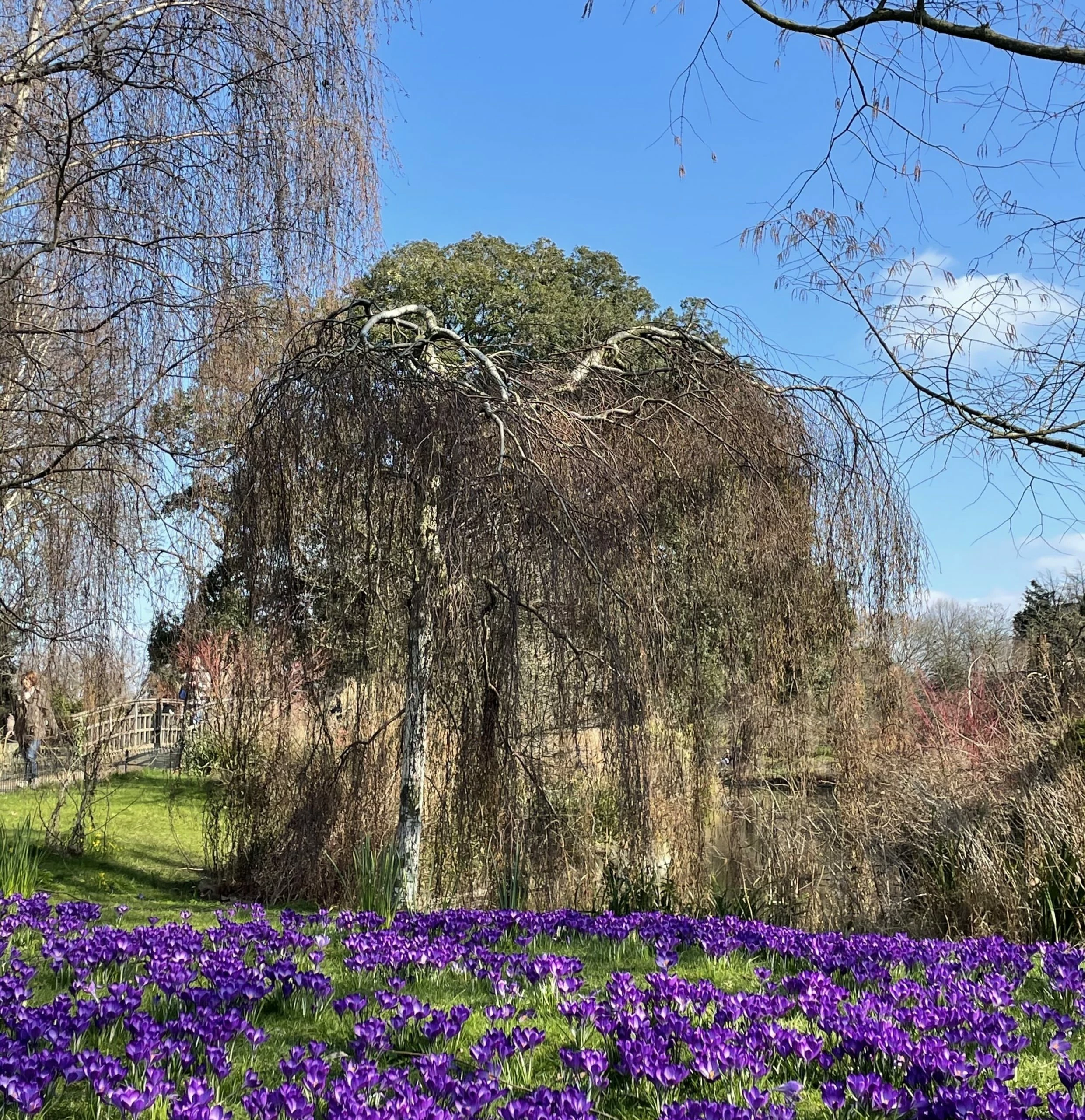 Roots Plants Weeping Silver Birch Tree | Betula Pendula Youngii 5 Roots Plants Weeping Silver Birch Tree | Betula Pendula Youngii