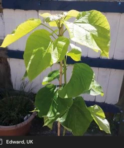 Roots Plants Indian Bean Tree | Catalpa Bignonioides 'Aurea' 14 Roots Plants Indian Bean Tree | Catalpa Bignonioides 'Aurea'