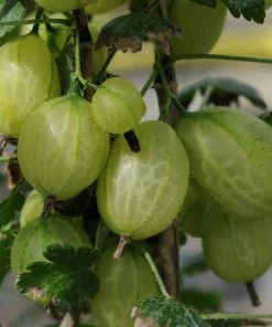 Roots Plants Complete Gooseberry Collection | Red, White & Green