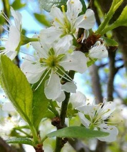 Roots Plants Mirabelle De Nancy Plum Tree