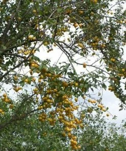 Roots Plants Mirabelle De Nancy Plum Tree