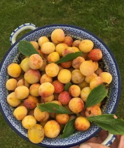 Roots Plants Mirabelle De Nancy Plum Tree