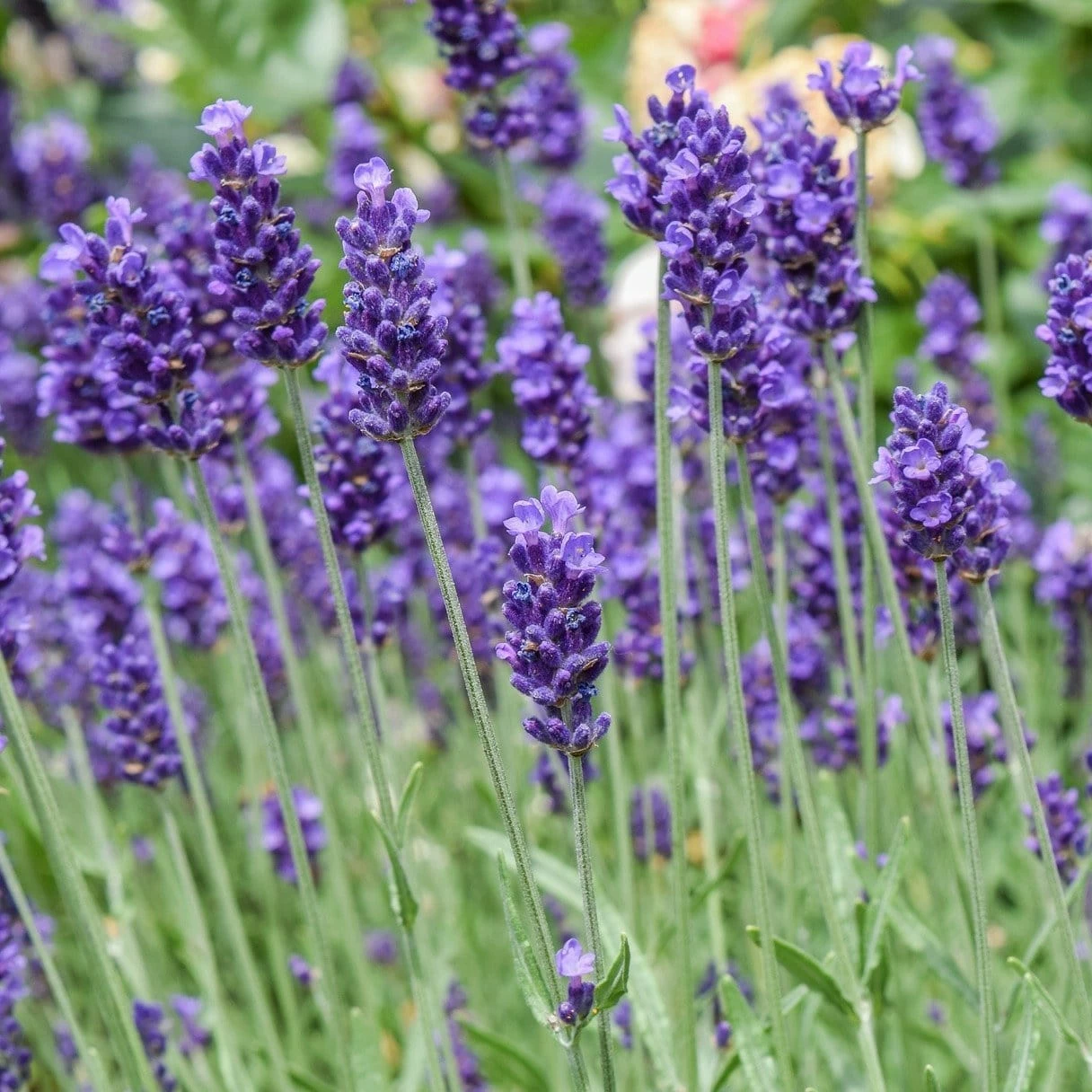 Roots Plants 3x 'Old English Lavender' Plants Perennials 3 Roots Plants 3x 'Old English Lavender' Plants Perennials