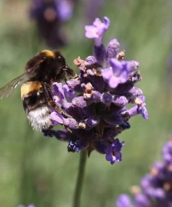 Roots Plants 3x 'Old English Lavender' Plants Perennials 7 Roots Plants 3x 'Old English Lavender' Plants Perennials