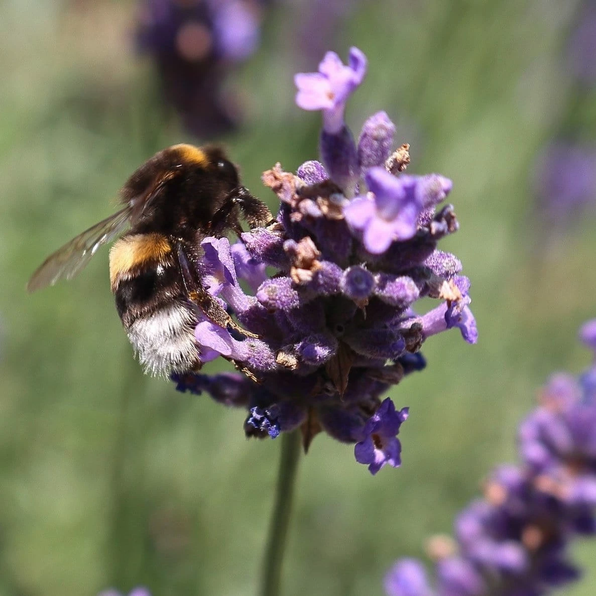 Roots Plants 3x 'Old English Lavender' Plants Perennials 5 Roots Plants 3x 'Old English Lavender' Plants Perennials