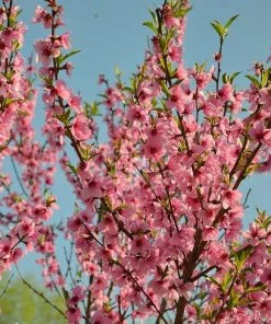 Roots Plants Avalon Pride Peach Tree 12 Roots Plants Avalon Pride Peach Tree