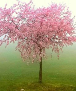 Roots Plants Avalon Pride Peach Tree 13 Roots Plants Avalon Pride Peach Tree