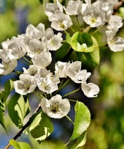 Roots Plants Williams Bon Chrétien Pear Tree Fruits