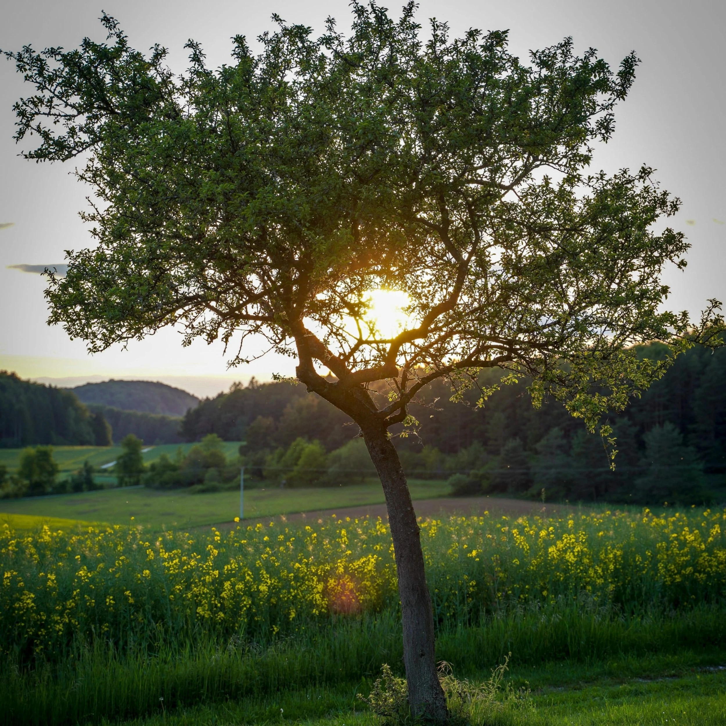 Roots Plants Williams Bon Chrétien Pear Tree Fruits 7 Roots Plants Williams Bon Chrétien Pear Tree Fruits