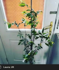 Roots Plants Pink Winter Flowering Cherry Tree | Prunus X Subhirtella 'Autumnalis Rosea' 10 Roots Plants Pink Winter Flowering Cherry Tree | Prunus X Subhirtella 'Autumnalis Rosea'