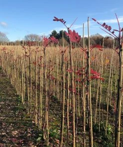Roots Plants Trees & Shrubs Pink Pagoda Rowan Tree | Sorbus Hupehensis