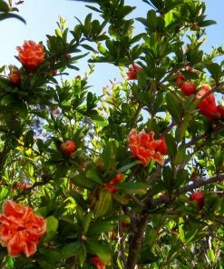 Roots Plants Provence Pomegranate Bush Fruits