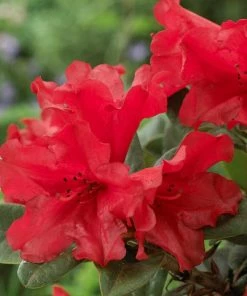 Roots Plants Hydrangea Best Shrubs For Shade