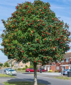 Roots Plants Mountain Ash Rowan Tree | Sorbus Aucuparia Trees & Shrubs