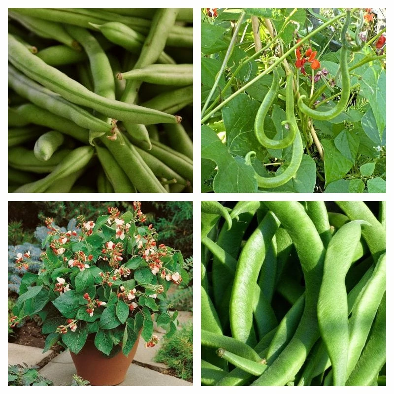 Roots Plants 15 Best Runner Bean Plants Collection | Growers Choice Peas & Beans 3 Roots Plants 15 Best Runner Bean Plants Collection | Growers Choice Peas & Beans