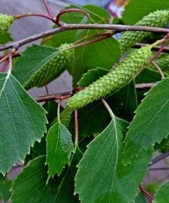 Roots Plants Silver Birch Tree | Betula Pendula Trees & Shrubs
