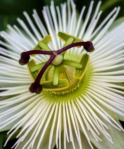 Roots Plants 90cm 'Snow Queen' Passion Flower Plant | 3L Pot