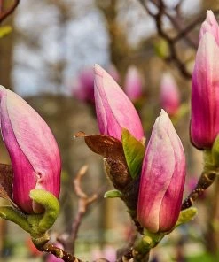Roots Plants Trees & Shrubs Magnolia 'Soulangeana' | 9cm Pot