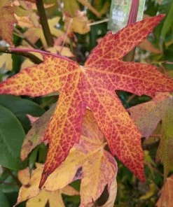 Roots Plants Sweetgum Tree | Liquidambar Styraciflua 'Worplesdon'