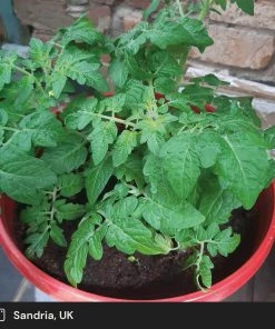 Roots Plants 5 Organic 'Tiny Tim' Tomato Plants Salad Plants 13 Roots Plants 5 Organic 'Tiny Tim' Tomato Plants Salad Plants