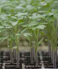 Roots Plants 5 Organic 'Tiny Tim' Tomato Plants Salad Plants 11 Roots Plants 5 Organic 'Tiny Tim' Tomato Plants Salad Plants