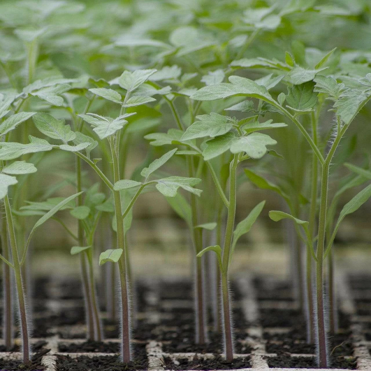 Roots Plants 5 Organic 'Tiny Tim' Tomato Plants Salad Plants 6 Roots Plants 5 Organic 'Tiny Tim' Tomato Plants Salad Plants