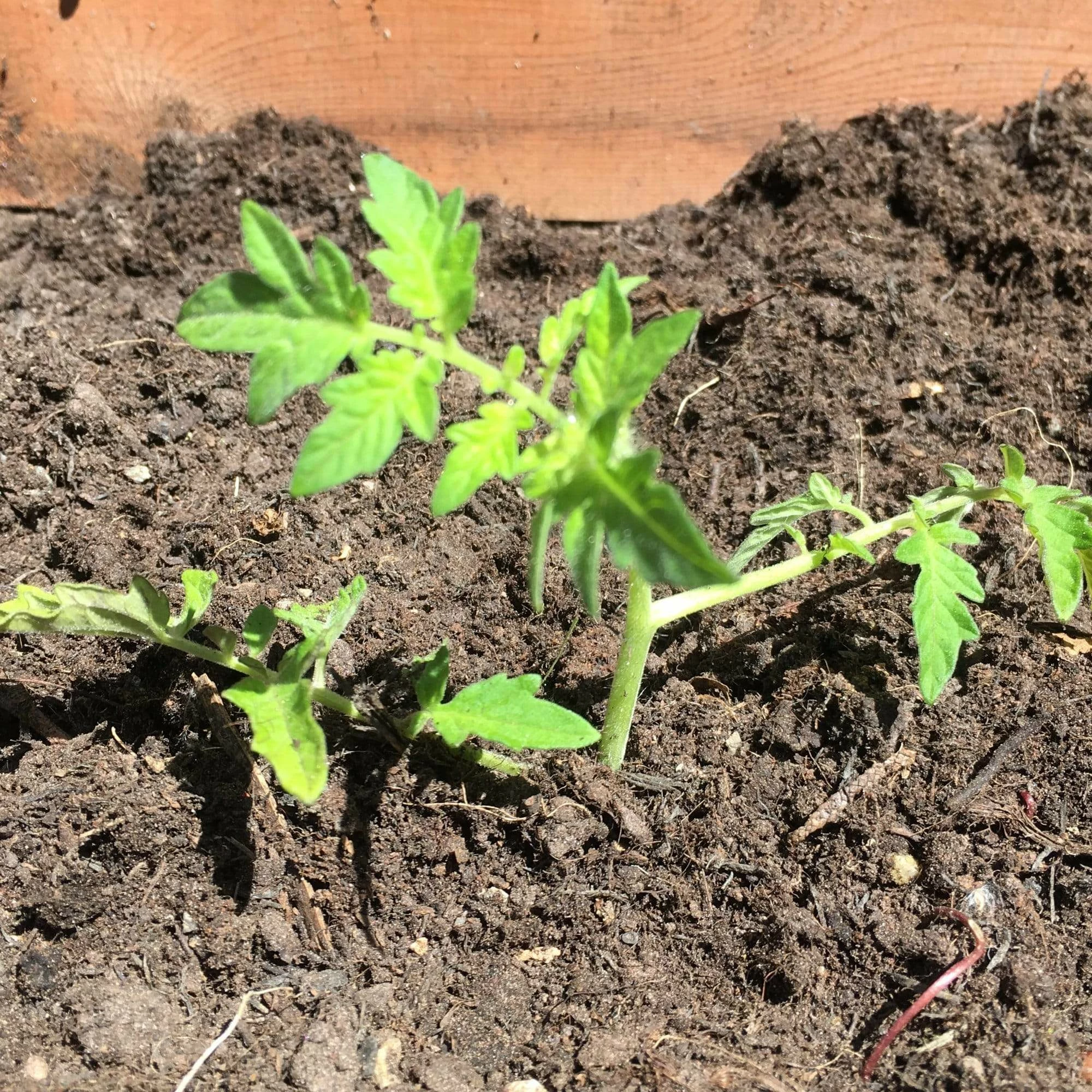 Roots Plants 5 Organic 'Tiny Tim' Tomato Plants Salad Plants 7 Roots Plants 5 Organic 'Tiny Tim' Tomato Plants Salad Plants