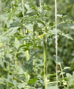 Roots Plants 5 Organic 'Black Russian' Tomato Plants Salad Plants 10 Roots Plants 5 Organic 'Black Russian' Tomato Plants Salad Plants