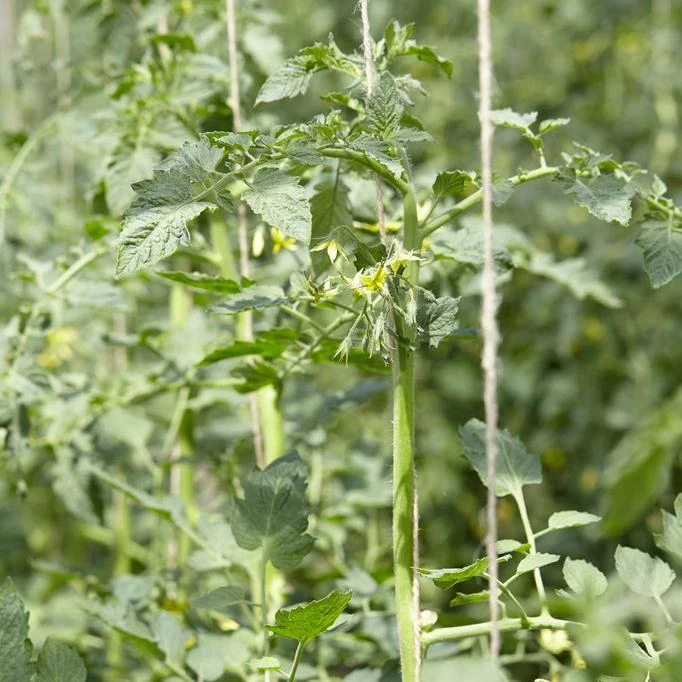 Roots Plants 5 Organic 'Black Russian' Tomato Plants Salad Plants 6 Roots Plants 5 Organic 'Black Russian' Tomato Plants Salad Plants