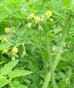 Roots Plants 5 Organic 'Black Russian' Tomato Plants Salad Plants 11 Roots Plants 5 Organic 'Black Russian' Tomato Plants Salad Plants