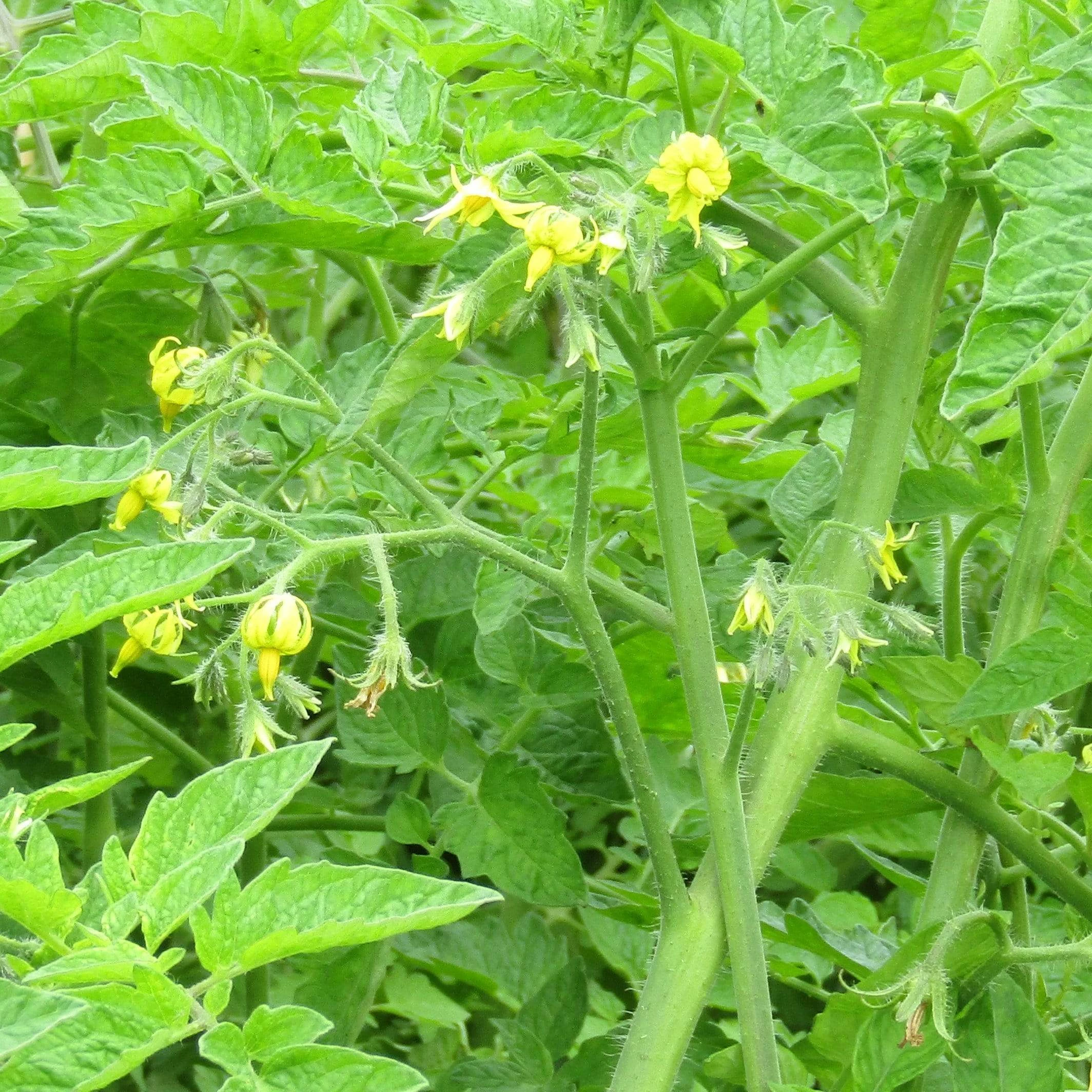 Roots Plants 5 Organic 'Black Russian' Tomato Plants Salad Plants 7 Roots Plants 5 Organic 'Black Russian' Tomato Plants Salad Plants