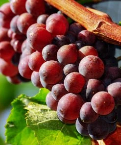 Roots Plants Fruits 90cm 'Autumn Royal' Seedless Grape Vine | 3L Pot