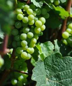 Roots Plants 90cm 'Chardonnay' Grape Vine | 3L Pot Fruits