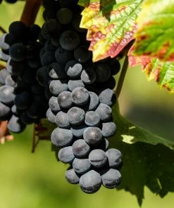 Roots Plants 3ft 'Pinot Noir' Grape Vine | 3L Pot | Outdoor Fruits