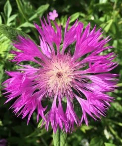 Roots Plants 100 Wildflower Meadow Plug Plants Perennials