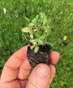 Roots Plants 100 Wildflower Meadow Plug Plants Perennials