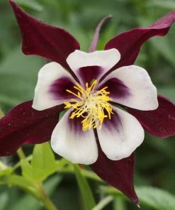 Roots Plants Cottage Garden Plants Collection