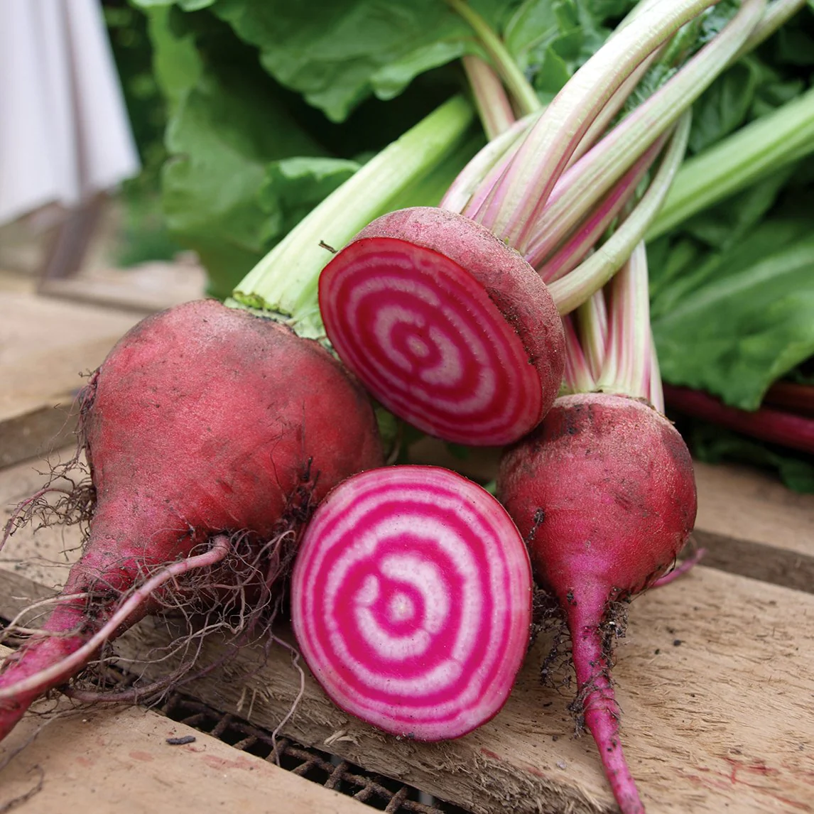 Garden And Outdoor Sales -Garden And Outdoor Sales beetroot chioggia s033 3fe191a6 1f01 4e62 860c