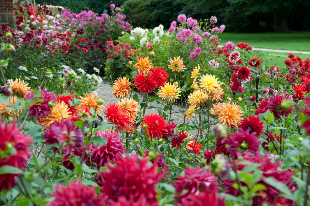 Garden And Outdoor Sales -Garden And Outdoor Sales dahlia 1642455 1920