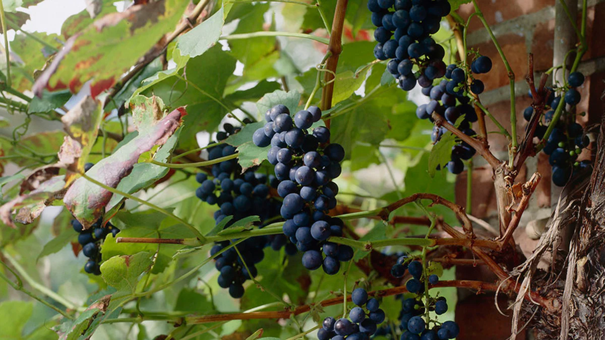 Garden And Outdoor Sales -Garden And Outdoor Sales