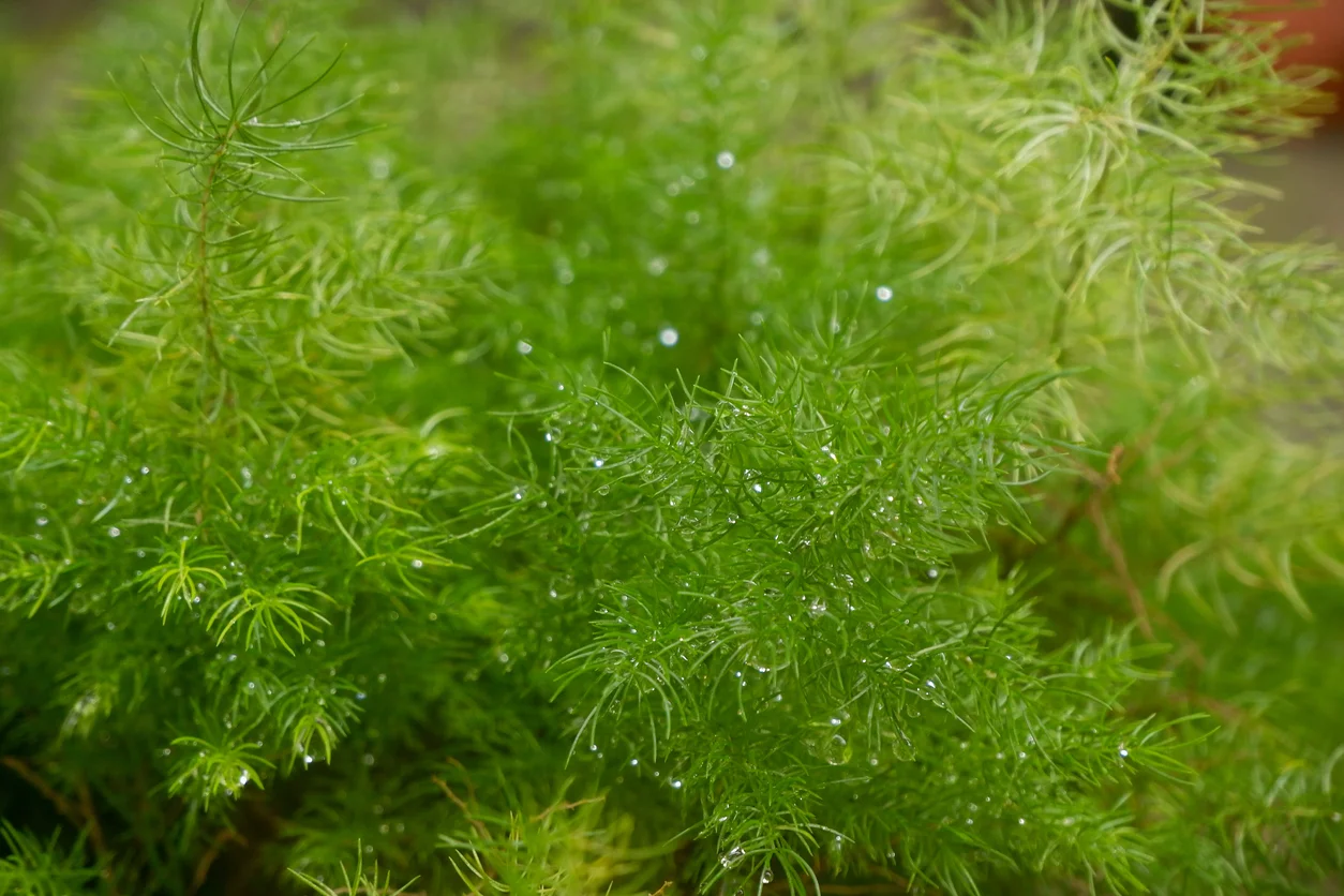 Garden And Outdoor Sales -Garden And Outdoor Sales iStock 1357195823